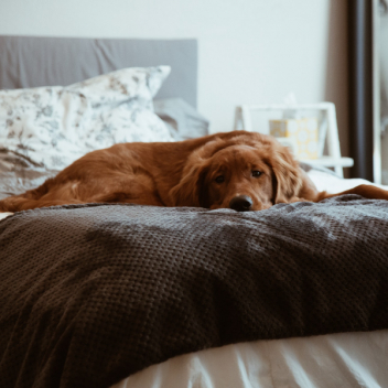 Dog friendly: 6 отелей, где можно остановиться с собаками 