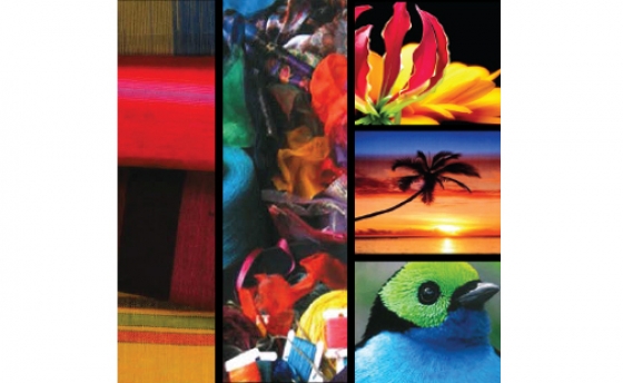 paradise-trend-board