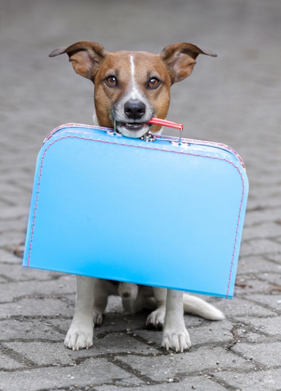 dog-with-suitcase