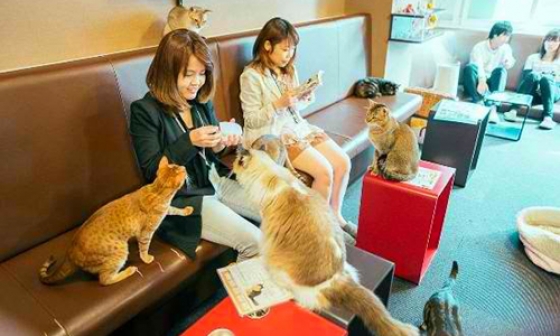 calico-cat-cafe-shinjyuku