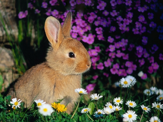 Bunny-Wallpapers-bunny-rabbits-1491311024768