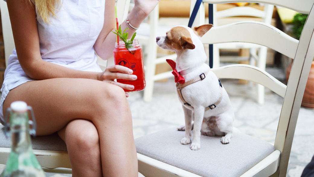 Dog Friendly: куда можно сходить поесть и отдохнуть с домашними питомцами вместе 