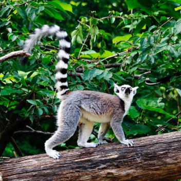 6 самых интересных достопримечательностей Мадагаскара