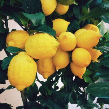 10 причин, почему стоит лимон включить в свой рацион