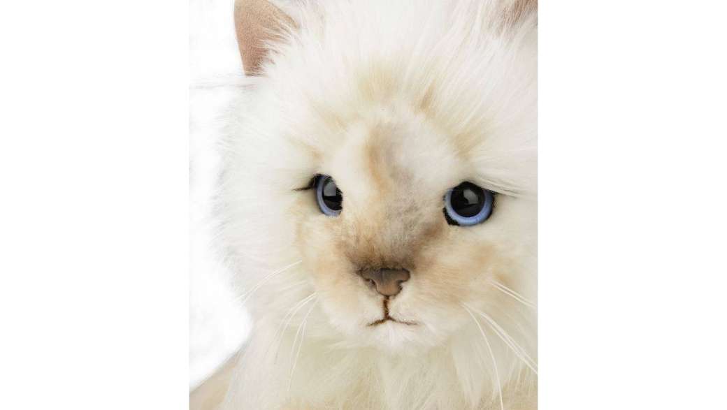 Утренний кофе: бранч-опера, Лагерфельд продает свою кошку, летняя коллекция косметики